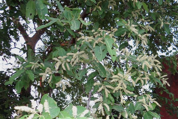 Terminalia arjuna